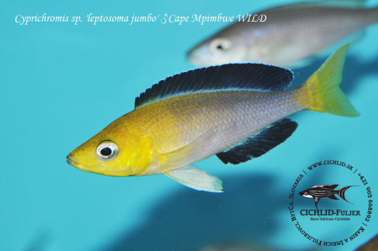 Cyprichromis sp. 'leptosoma jumbo' Cape Mpimbwe