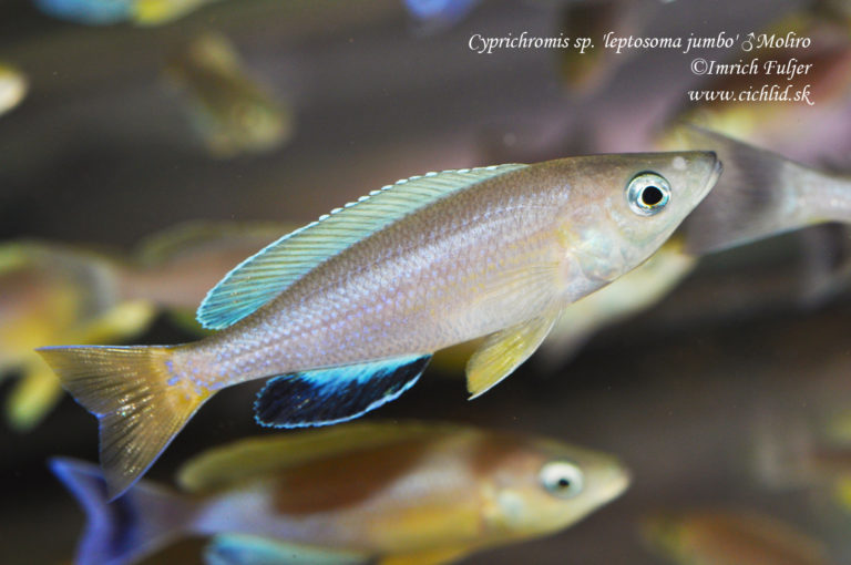 Cyprichromis sp. 'leptosoma jumbo' Moliro