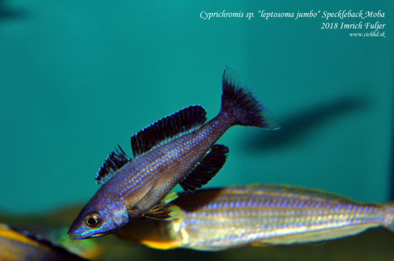 Cyprichromis sp. 'leptosoma jumbo' ♂ Speckleback Moba