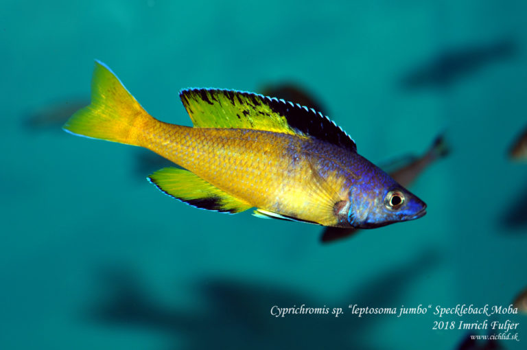 Cyprichromis sp. 'leptosoma jumbo' ♂ Speckleback Moba
