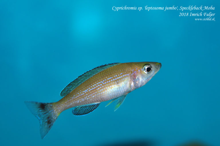 Cyprichromis sp. 'leptosoma jumbo' ♀ Speckleback Moba