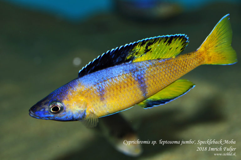 Cyprichromis sp. 'leptosoma jumbo' Speckleback Moba