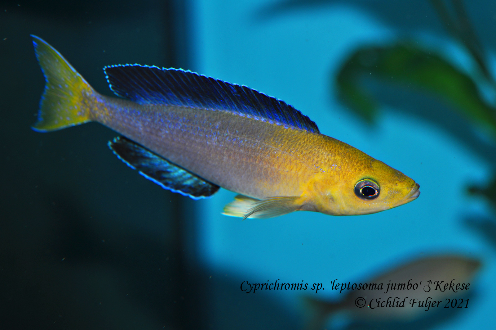 Cyprichromis sp. 'leptosoma jumbo' Kekese