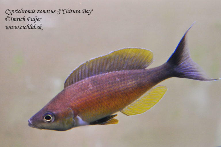 Cyprichromis zonatus 'Chituta Bay'