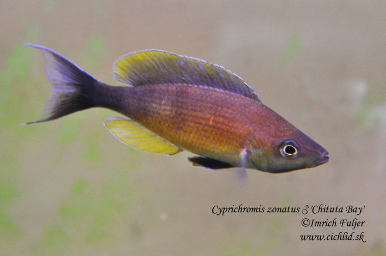 Cyprichromis zonatus 'Chituta Bay'
