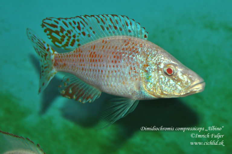 Dimidiochromis compressiceps "Albino"