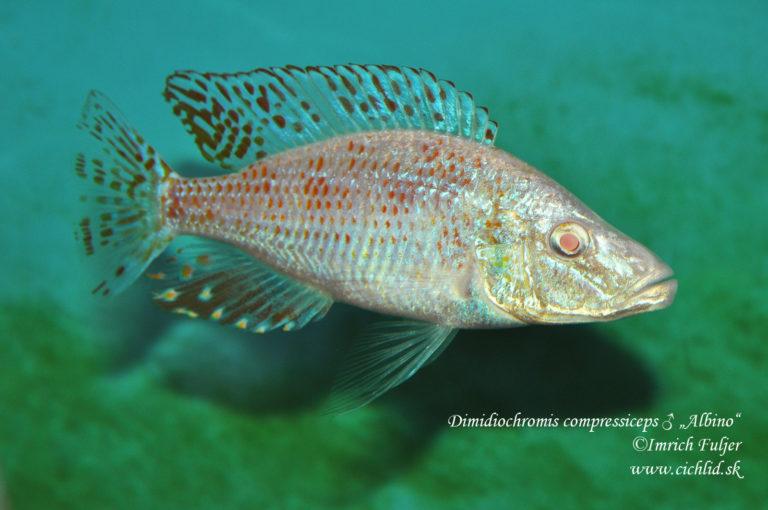 Dimidiochromis compressiceps "Albino"