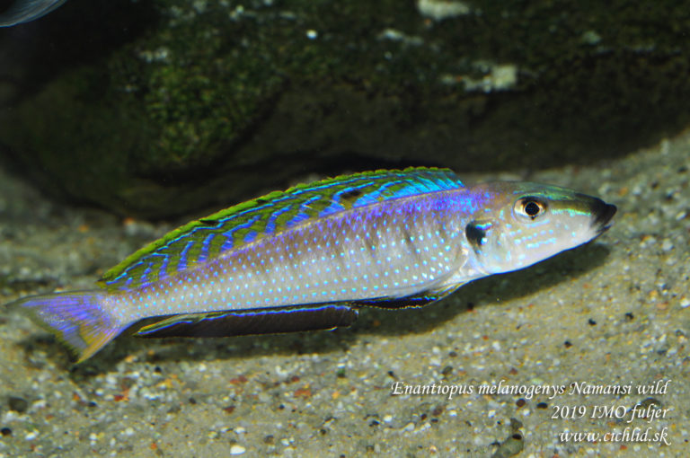 Enantiopus melanogenys Namansi