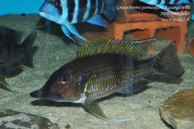 Gnatochromis permaxilaris Kasanga