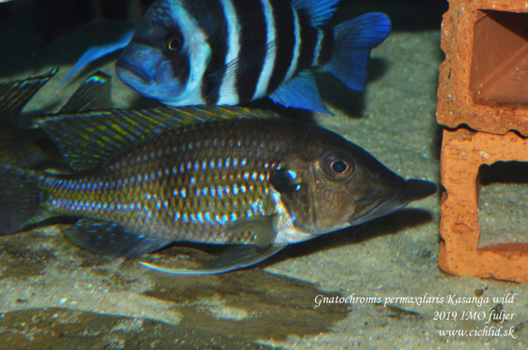 Gnatochromis permaxilaris Kasanga