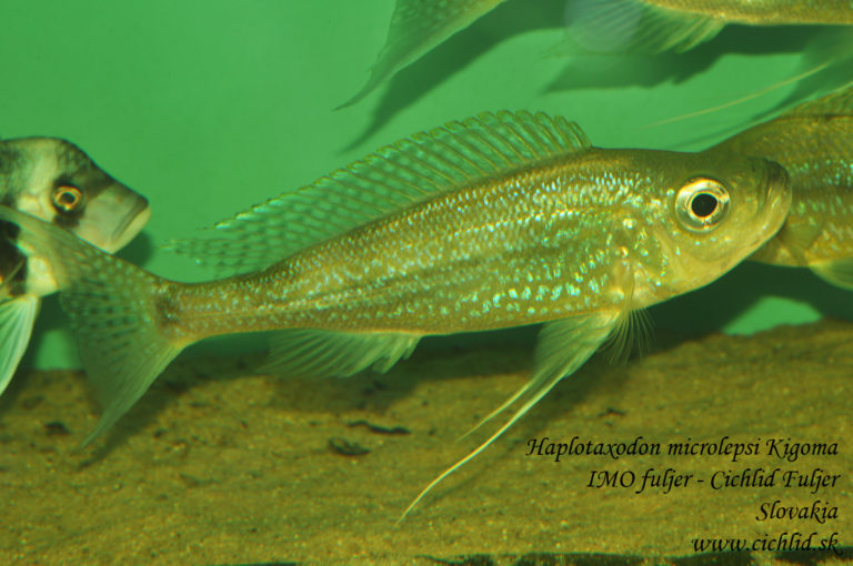 Haplotaxodon microlepis Kigoma