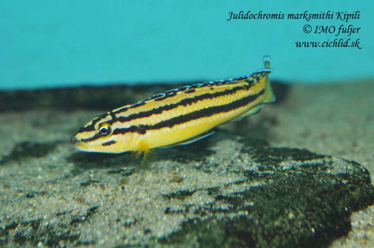Julidochromis marksmithi Kipili