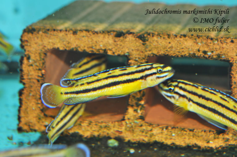 Julidochromis marksmithi Kipili