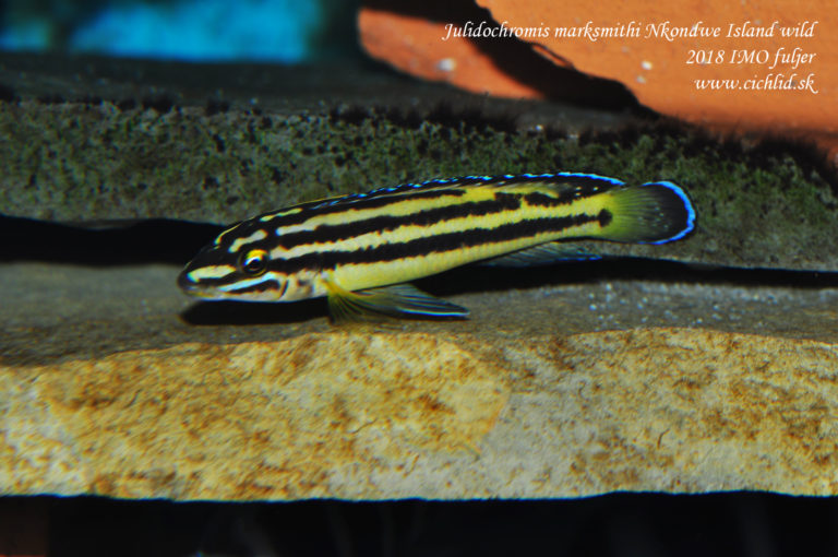 Julidochromis marksmithi Nkondwe Island WILD