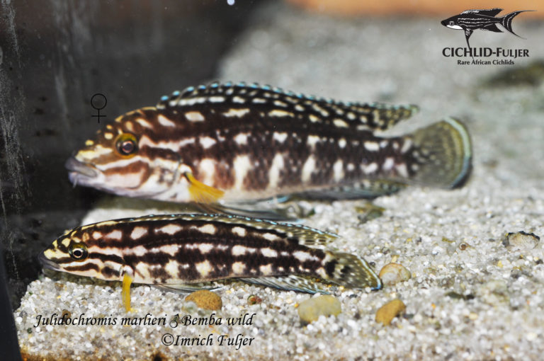 Julidochromis marlieri Bemba
