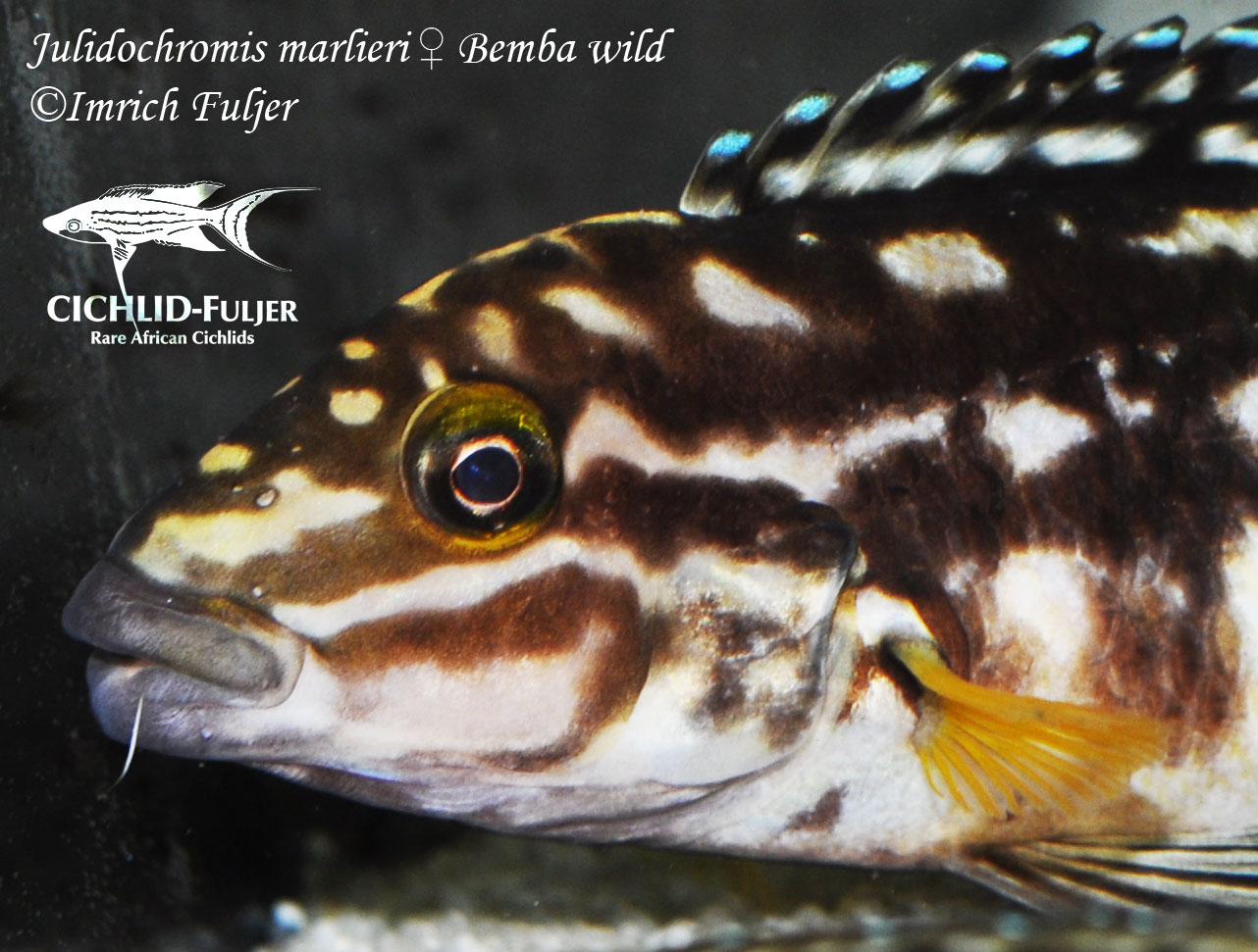 Julidochromis marlieri Bemba