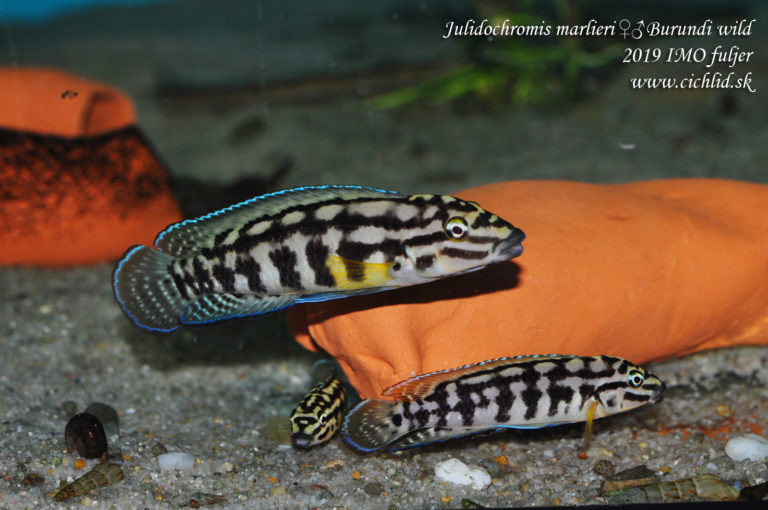Julidochromis marlieri Burundi