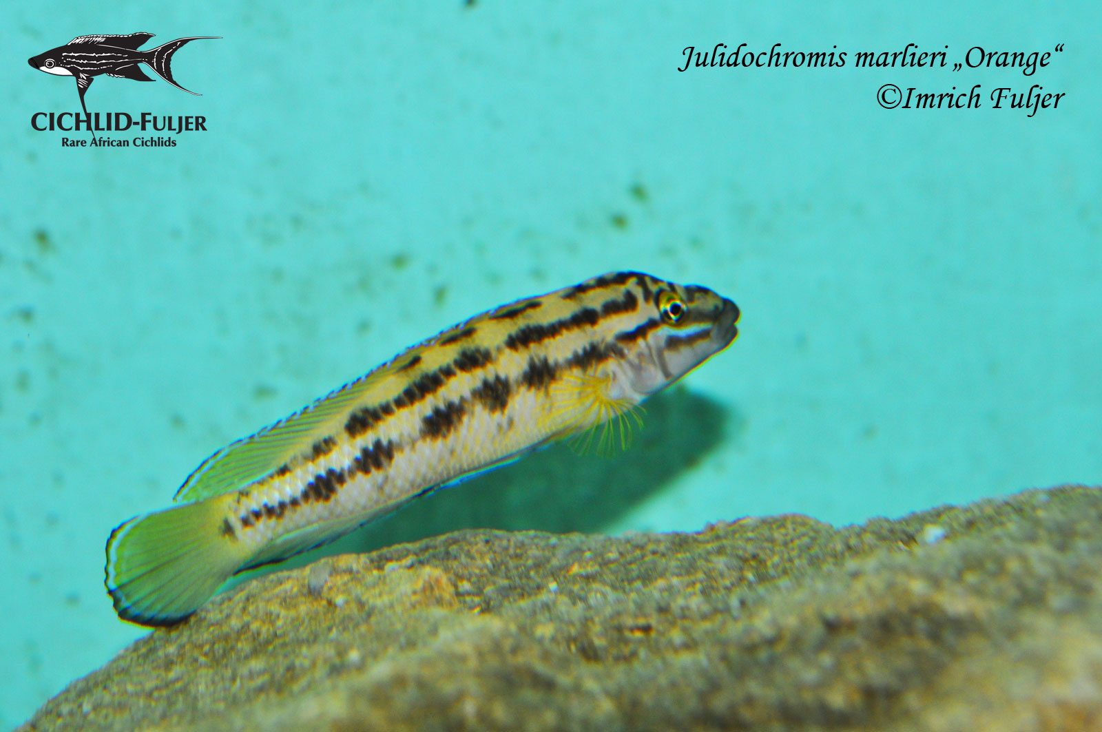 Julidochromis marlieri „Orange“