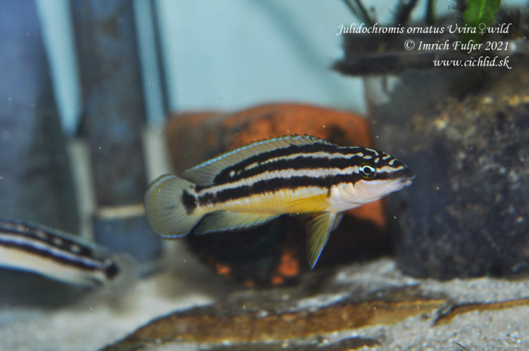 Julidochromis ornatus Uvira
