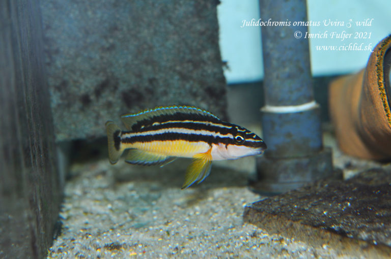 Julidochromis ornatus Uvira