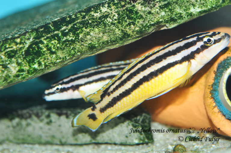 Julidochromis ornatus “Yellow”