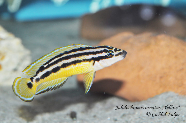 Julidochromis ornatus “Yellow”