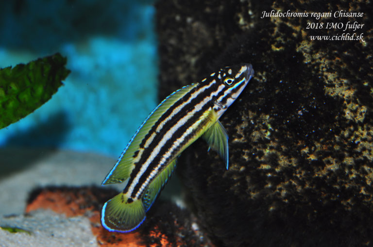 Julidochromis regani ♀ Chisanse