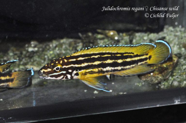 Julidochromis regani Chisanse