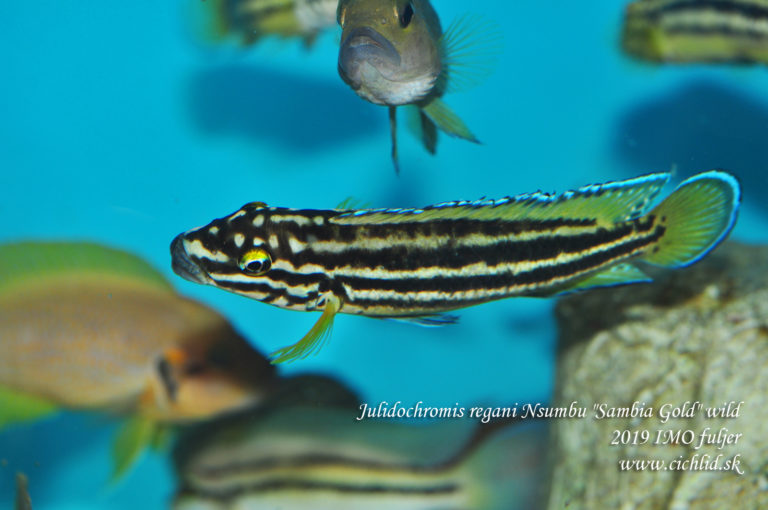 Julidochromis regani Nsumbu "Sambia Gold"