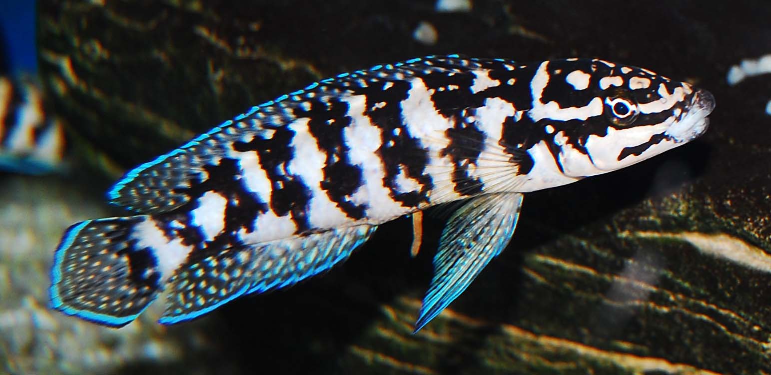Julidochromis sp. 'Kombe' (3)