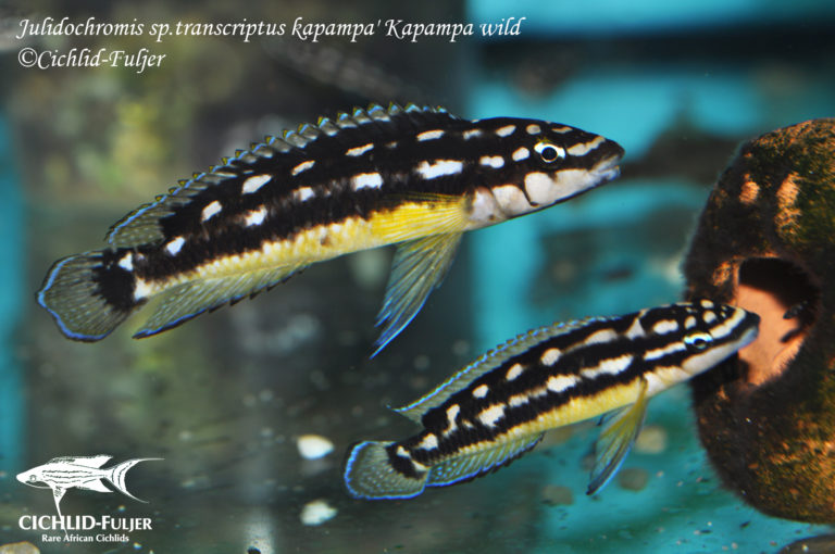 Julidochromis sp. 'transcriptus kapampa' Kapampa