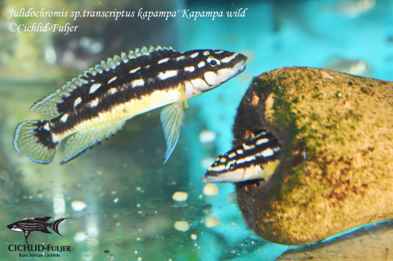 Julidochromis sp. 'transcriptus kapampa' Kapampa