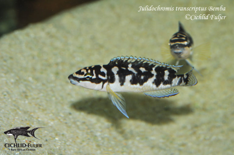 Julidochromis transcriptus Bemba