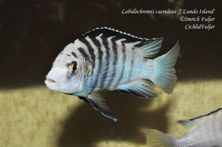 Labidochromis caeruleus 'Lundo Island'