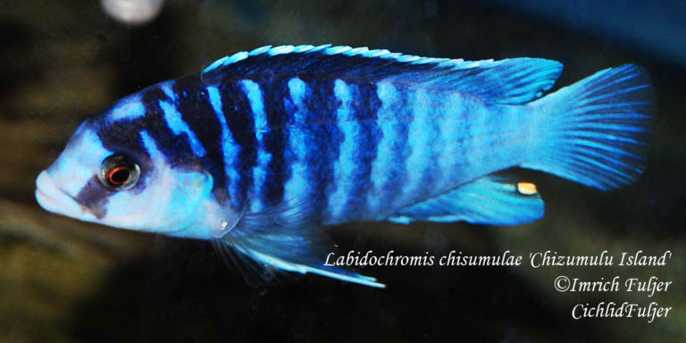Labidochromis chisumulae 'Chizumulu Island' ©Imrich Fuljer CichlidFuljer