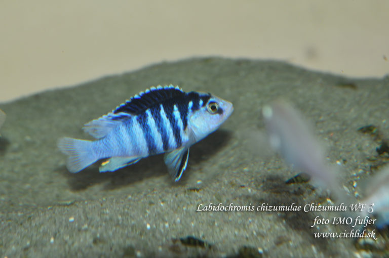 Labidochromis chizumulae Chizumulu WF ♂