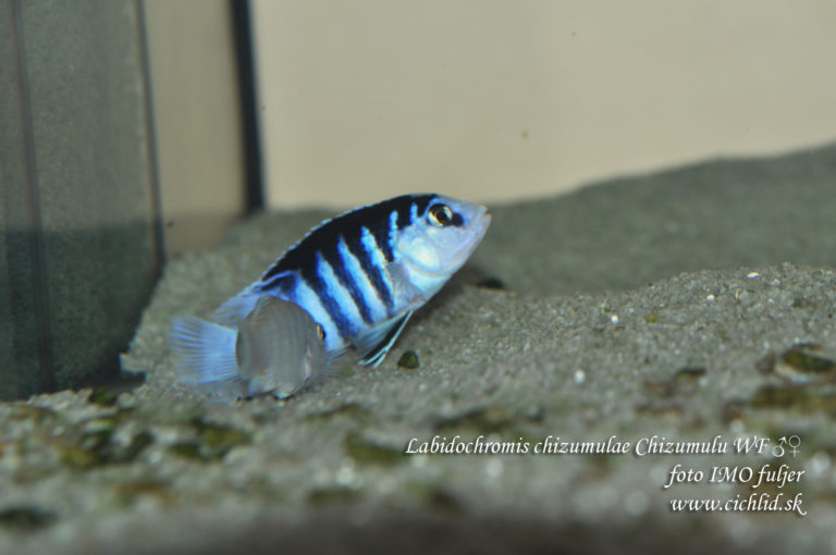 Labidochromis chizumulae Chizumulu WF ♂♀