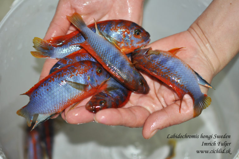 Labidochromis hongi "SWEDEN"