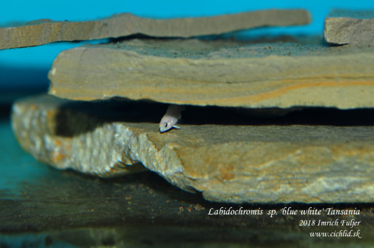 Labidochromis sp. 'blue white' Tanzania