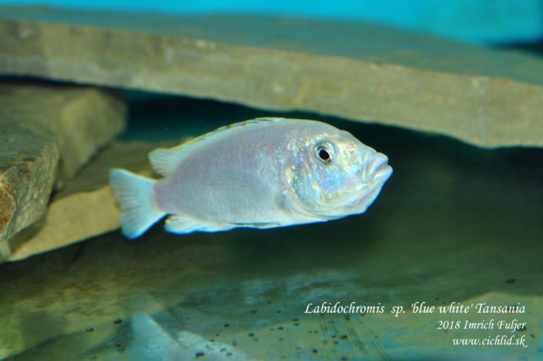 Labidochromis sp. 'blue white' Tanzania ♀