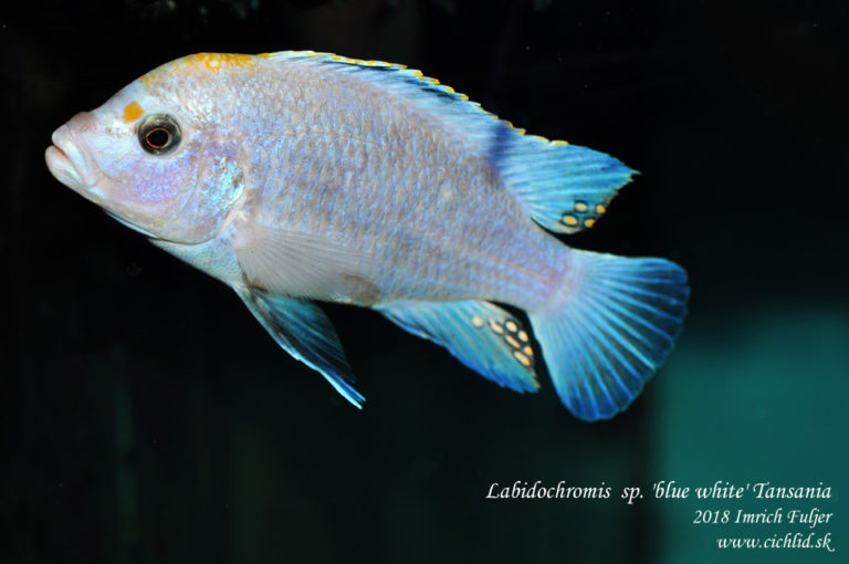 Labidochromis sp. 'blue white' Tanzania ♂