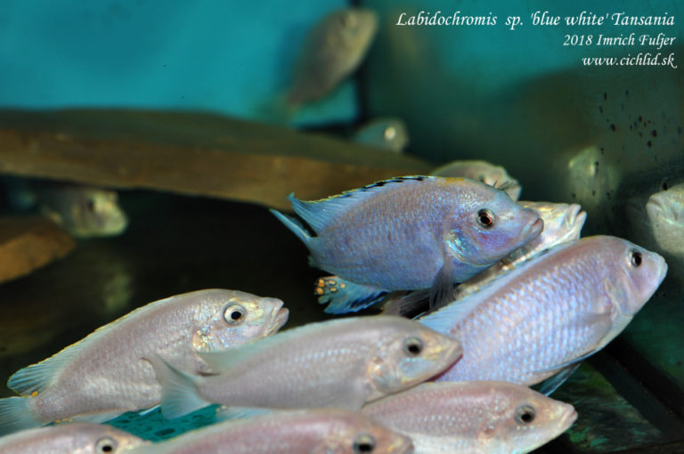 Labidochromis sp. 'blue white' Tanzania