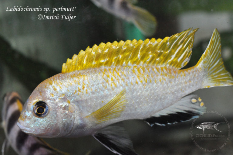 Labidochromis sp. 'perlmutt'