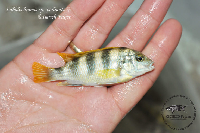 Labidochromis sp. 'perlmutt'