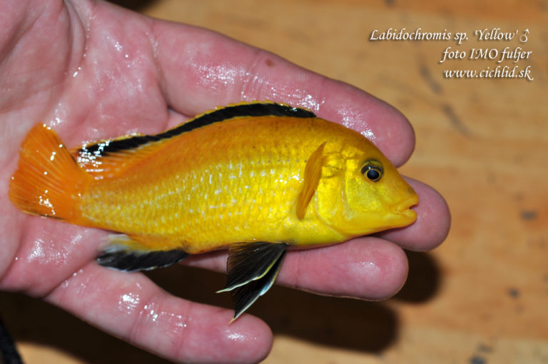 Labidochromis sp. 'Yellow' ♂