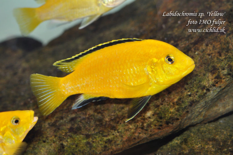 Labidochromis sp. 'Yellow'