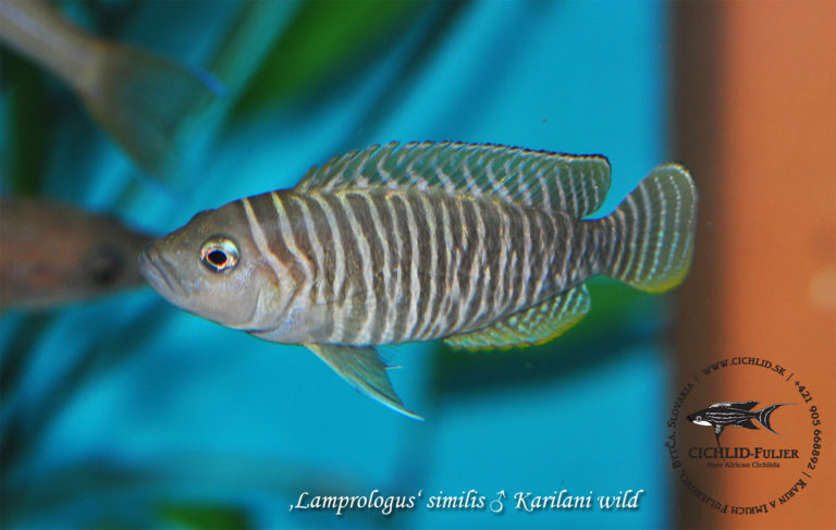 'Lamprologus' similis Karilani