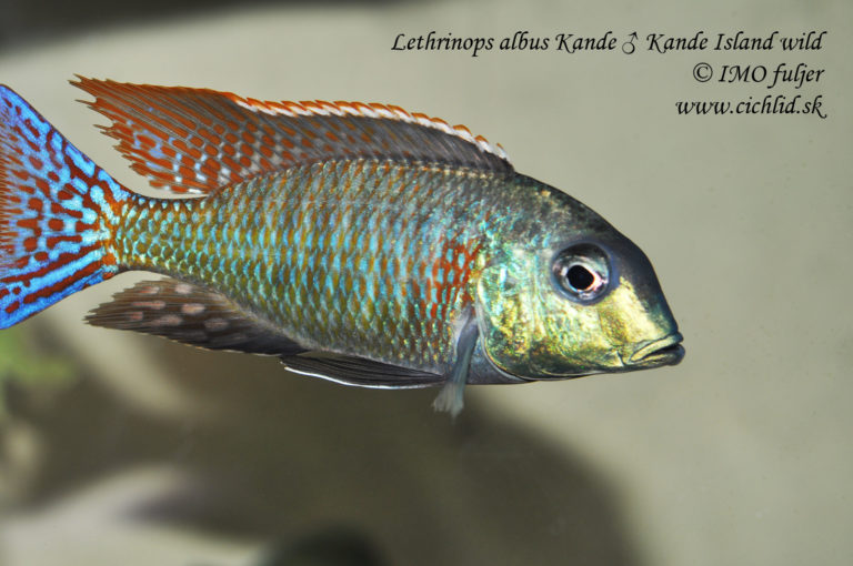 Lethrinops albus Kande, Kande Island