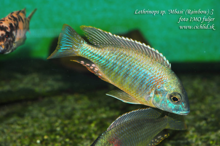 Lethrinops sp. 'Mbasi' Rainbow ♂