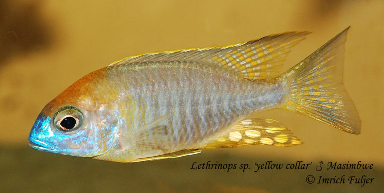 Lethrinops sp. 'yellow collar' Masimbwe